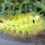 _1st Pale tussock moth caterpillar by MB
