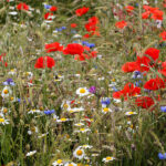 Sown wildflowers Froyle rec